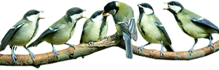 oiseaux_edited.png