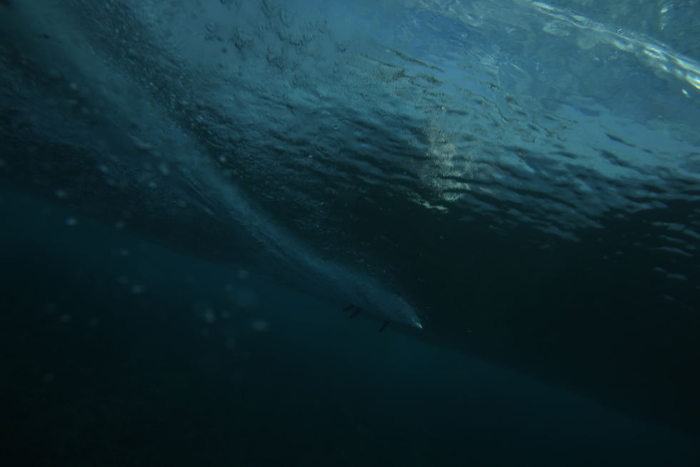 2P4A0520.JPG