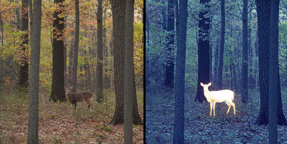 Thermal image comparison.jpg