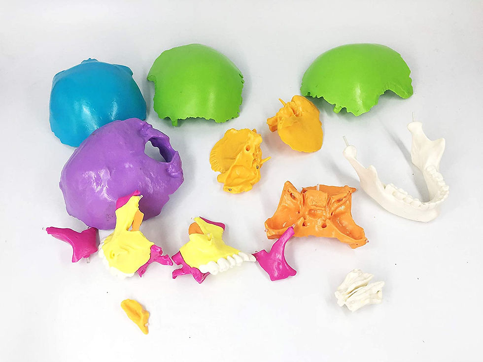 Miniatura: Modelo anatómico de cráneo humano pintada 22 partes