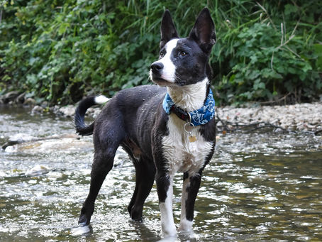 Protéger son animal de la chaleur