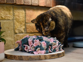 Chat domestique utilisant un jouet distributeur de croquettes pour stimuler son instinct de chasse et favoriser l’enrichissement alimentaire et son bien-être au quotidien.