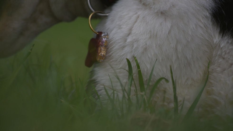 Miniature : Médaille pour chien "Rubis" en résine Epoxy