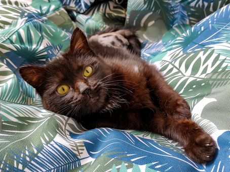 Aidez-moi, mon chat fait pipi/caca partout!