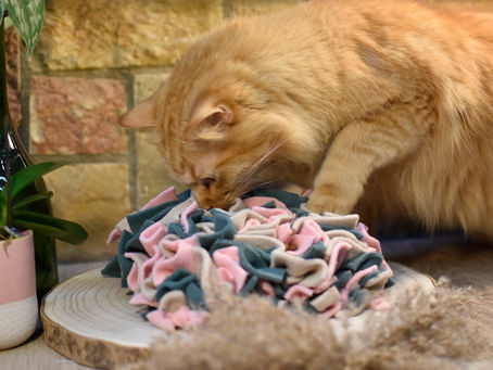 L'enrichissement alimentaire chez le chat, quesaco?