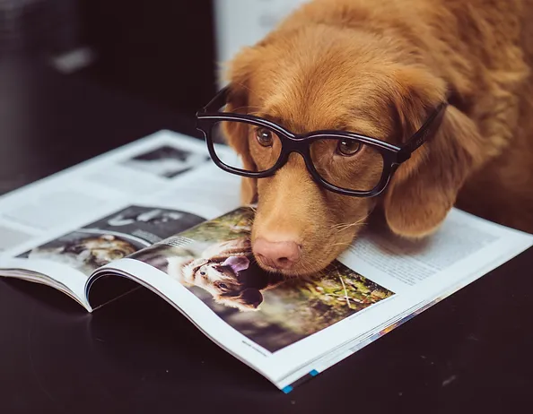 Hundetraining Hundeschule Gera Gera