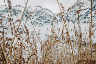 Grasses in the Halgurd Mountains of Iraq on the border of Iran..