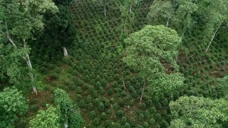 Ethiopia-coffee-farm.webp