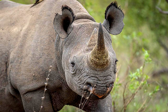 Shindzela Tented Camp (53)_edited.jpg