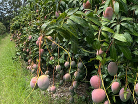 Mango trees in Hoedspruit