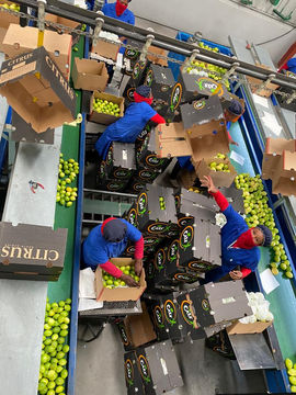 Fruit Packhouse