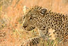 services-being-in-the-present-moment-with-leopards-in-the-wild.jpg