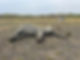 Wildscapes Veterinary-48.jpg
