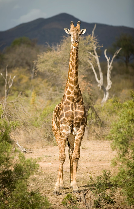 Inside Africa Tours Giraffe
