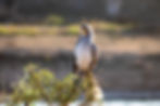 Kruger Safari Collection Wildlife (45).jpg