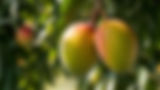 Alliance Fruit Mangoes.jpg