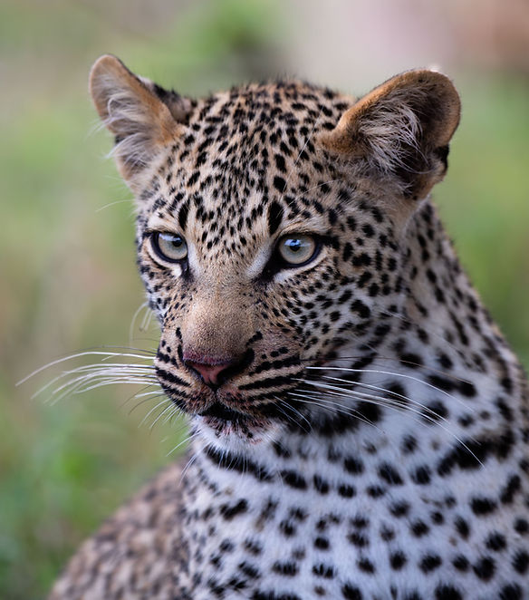 Kruger Safari Collection Photo Galleries