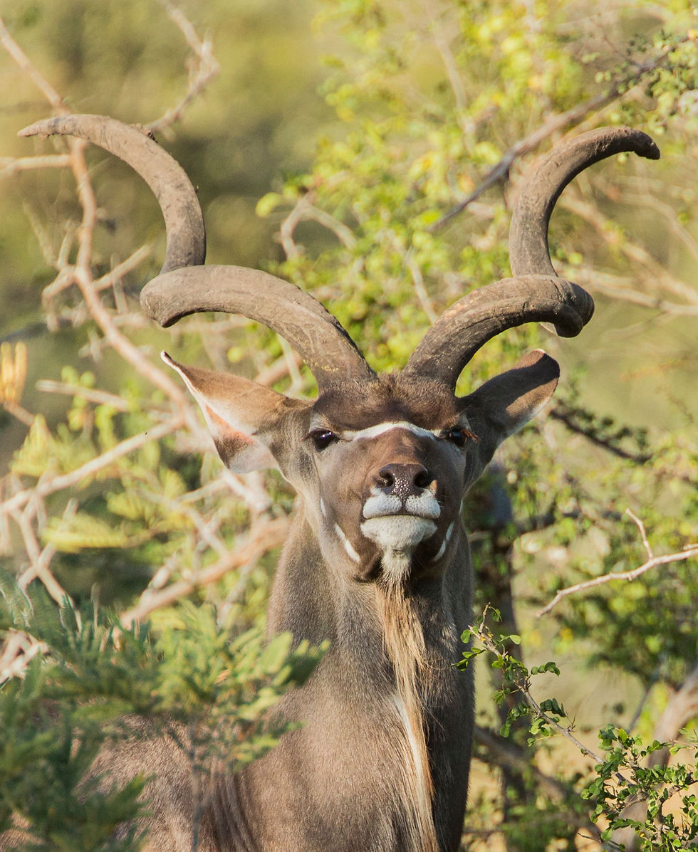 Mazuri Shamba Safari Lodge Wildlife