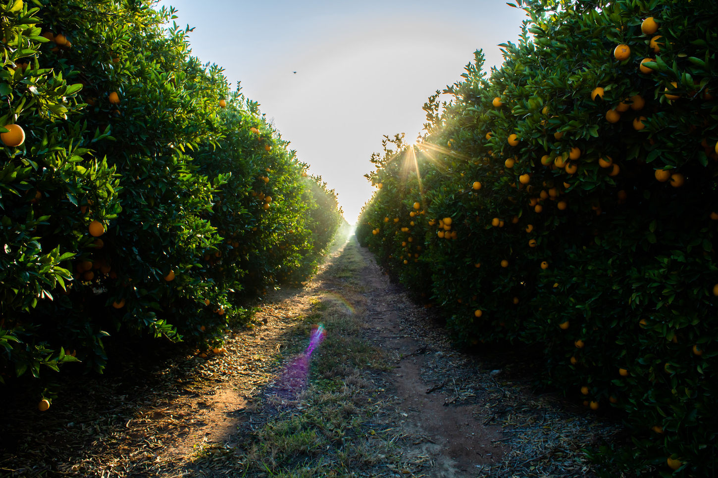 Rederberg July 2020-16.jpg