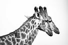 6-wilderness-trail-wildlife17.jpg