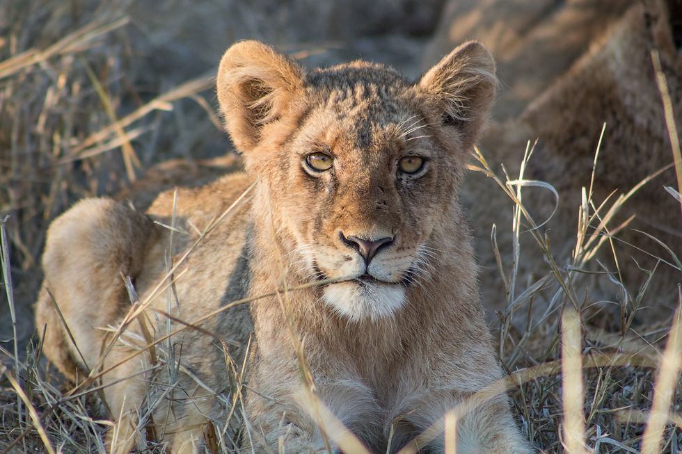 Kruger Safari Collection Wildlife (81).jpg
