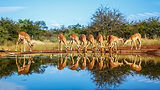 KNP Wildlife (12).jpg