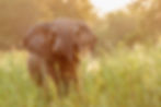 African Hunting Safaris