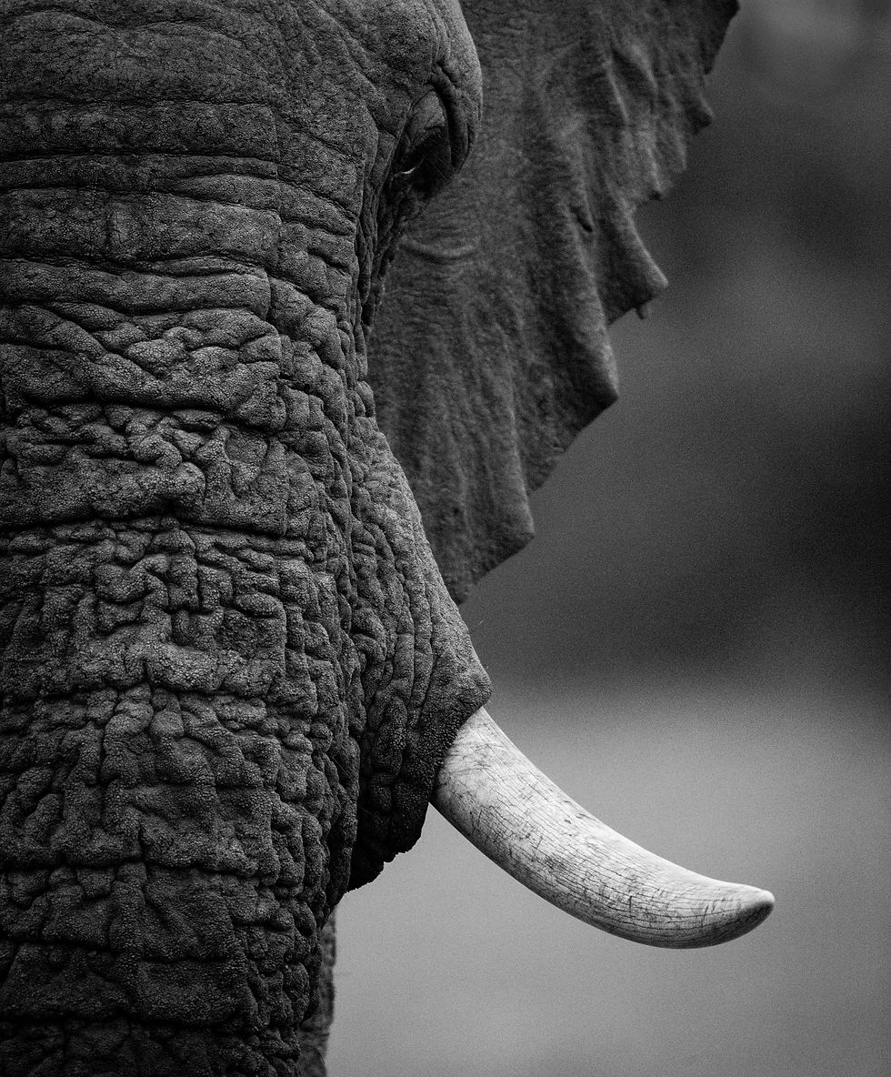 Hamilton's Safari Collection