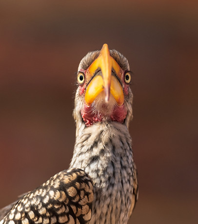 Africa House Wildlife (16).jpg