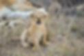 Century Safaris Zimbabwe
