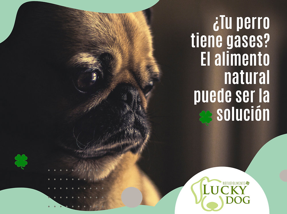 está bien que los perros se tiren pedos