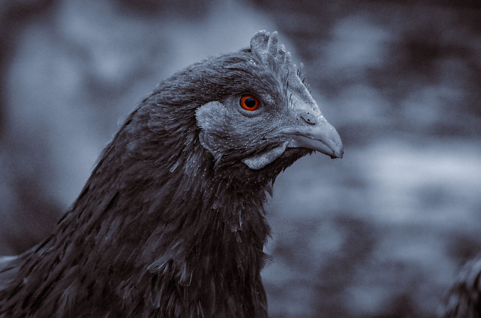 Chicken 1