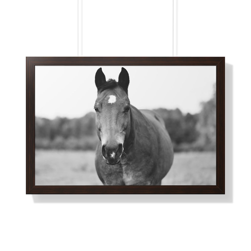 Thumbnail: Framed Equine Horse Print
