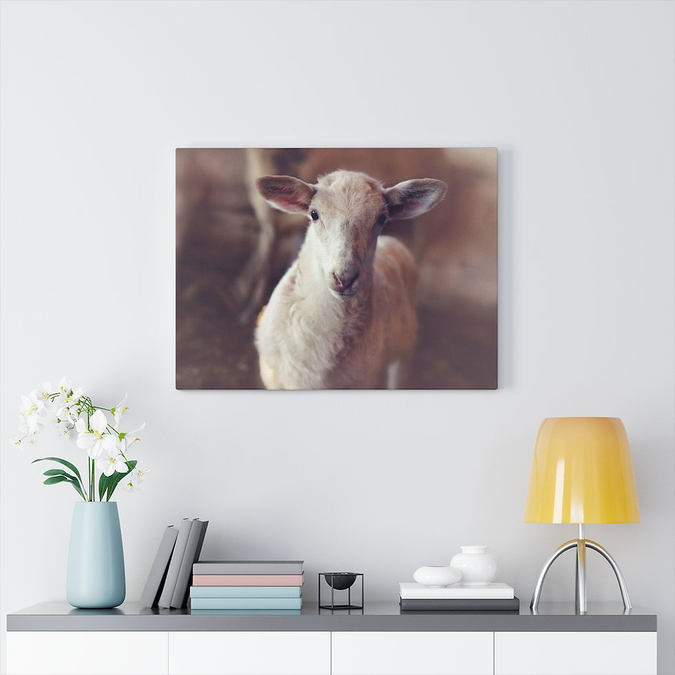Thumbnail: Little Lamb Portrait Canvas 