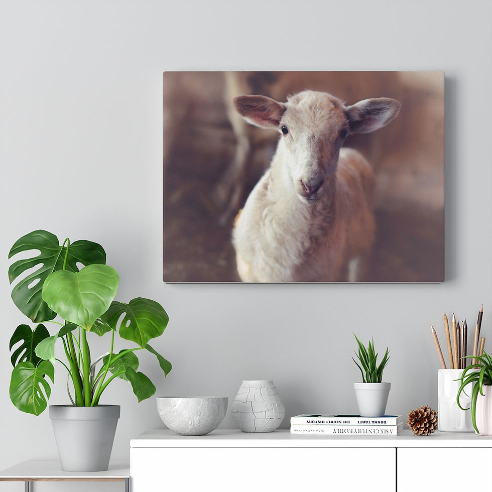 Thumbnail: Little Lamb Portrait Canvas 