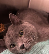 Screen Shot 2021-01-10 at 1.41.04 PM.png