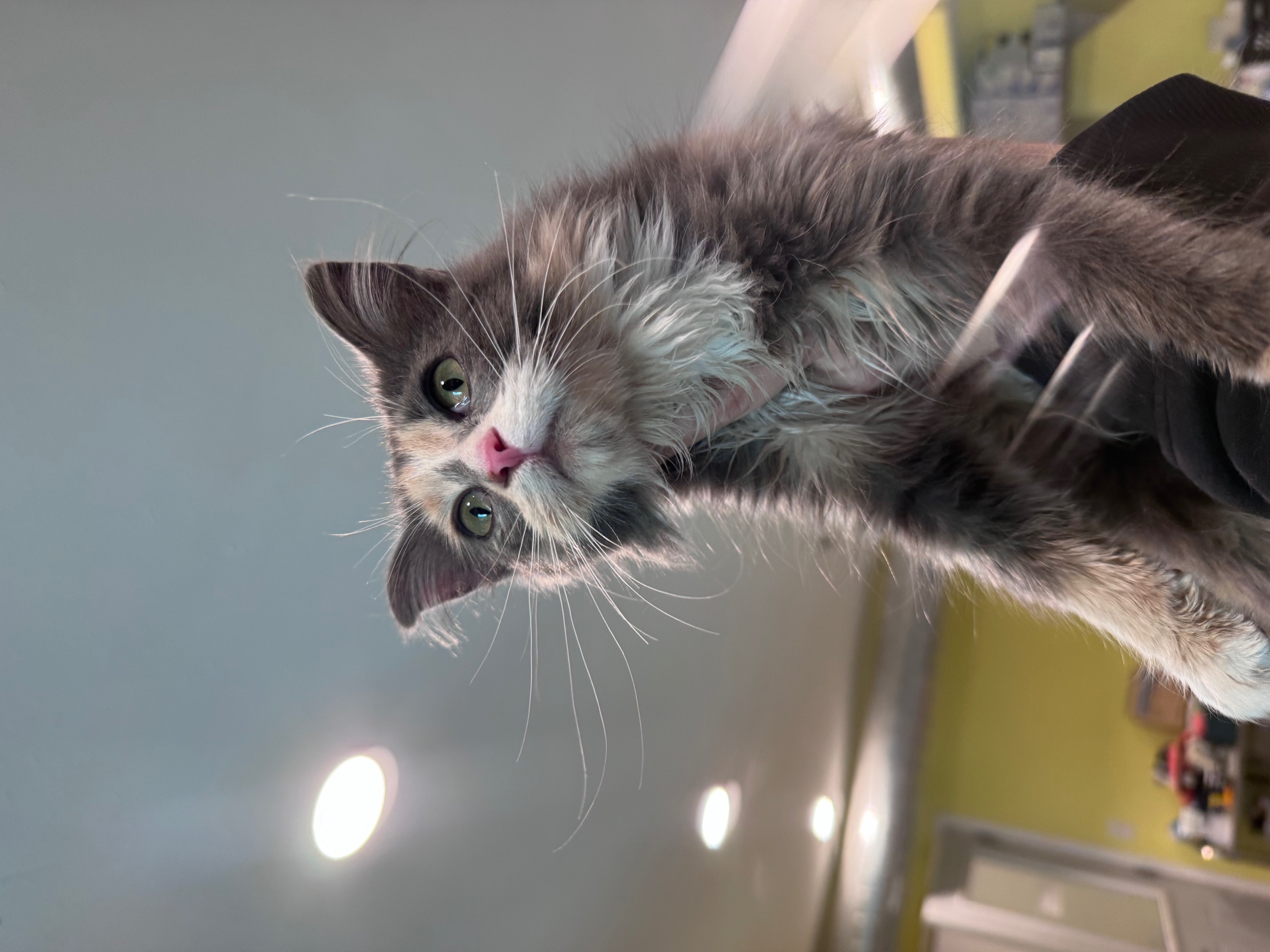 Screen Shot 2021-01-10 at 1.41.04 PM.png