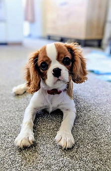 Young Cavalier King Charles spaniel puppy posing for the camera laying down