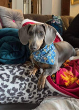Blue is a beautiful tiny Dachshund puppy who is only a few months old. We have to admit he is looking stunning in this No 1 Collar and Bandana set.