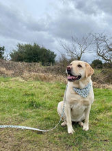 Lexie is a beautiful 4 year old Labrador. We have to admit she is looking stunning in this Daisy Collar, Bandana & Lead set.
