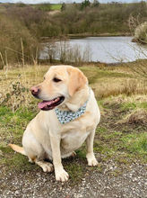 Lexie is a beautiful 4 year old Labrador. We have to admit she is looking stunning in this Daisy Collar, Bandana set.