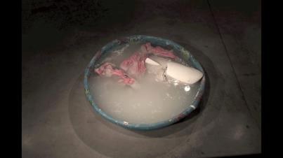Dissolving the Shark, 2012