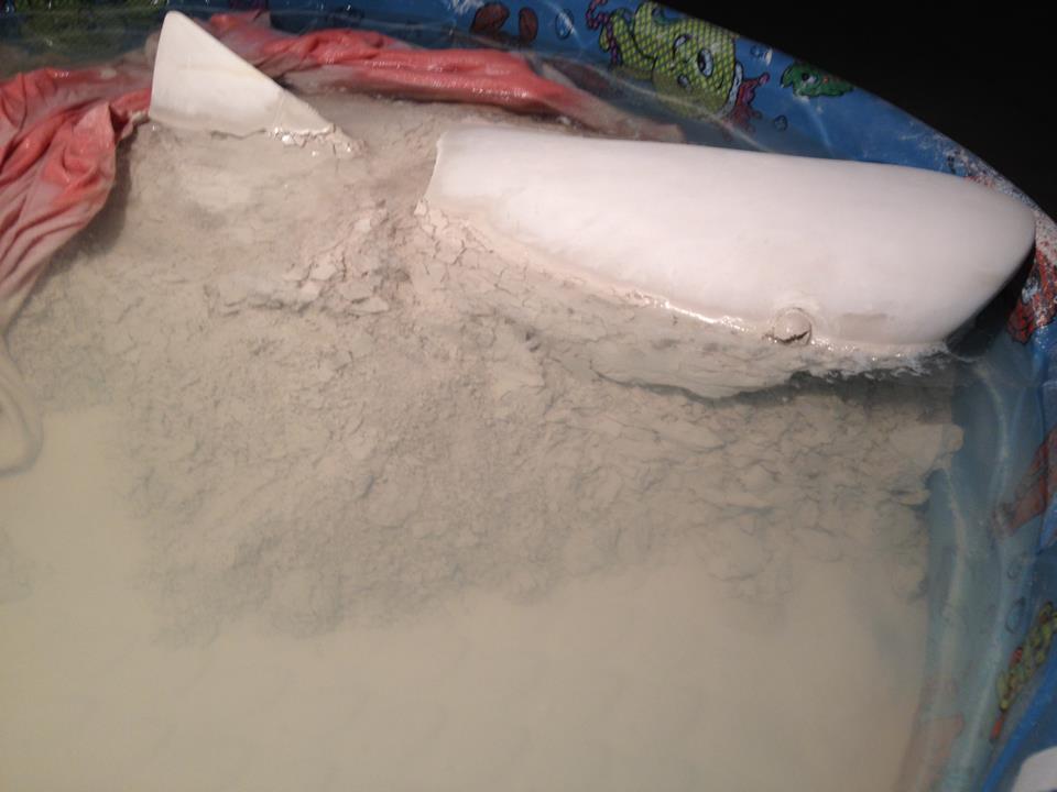 Dissolving the Shark, 2012