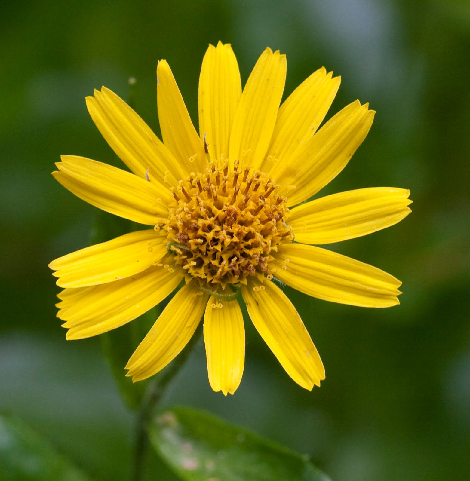 ARNICA Infused Oil - 20ml