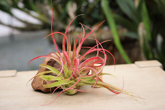 Air Plant Tillandsia brachycaulos multiflora | In2Plants - Air