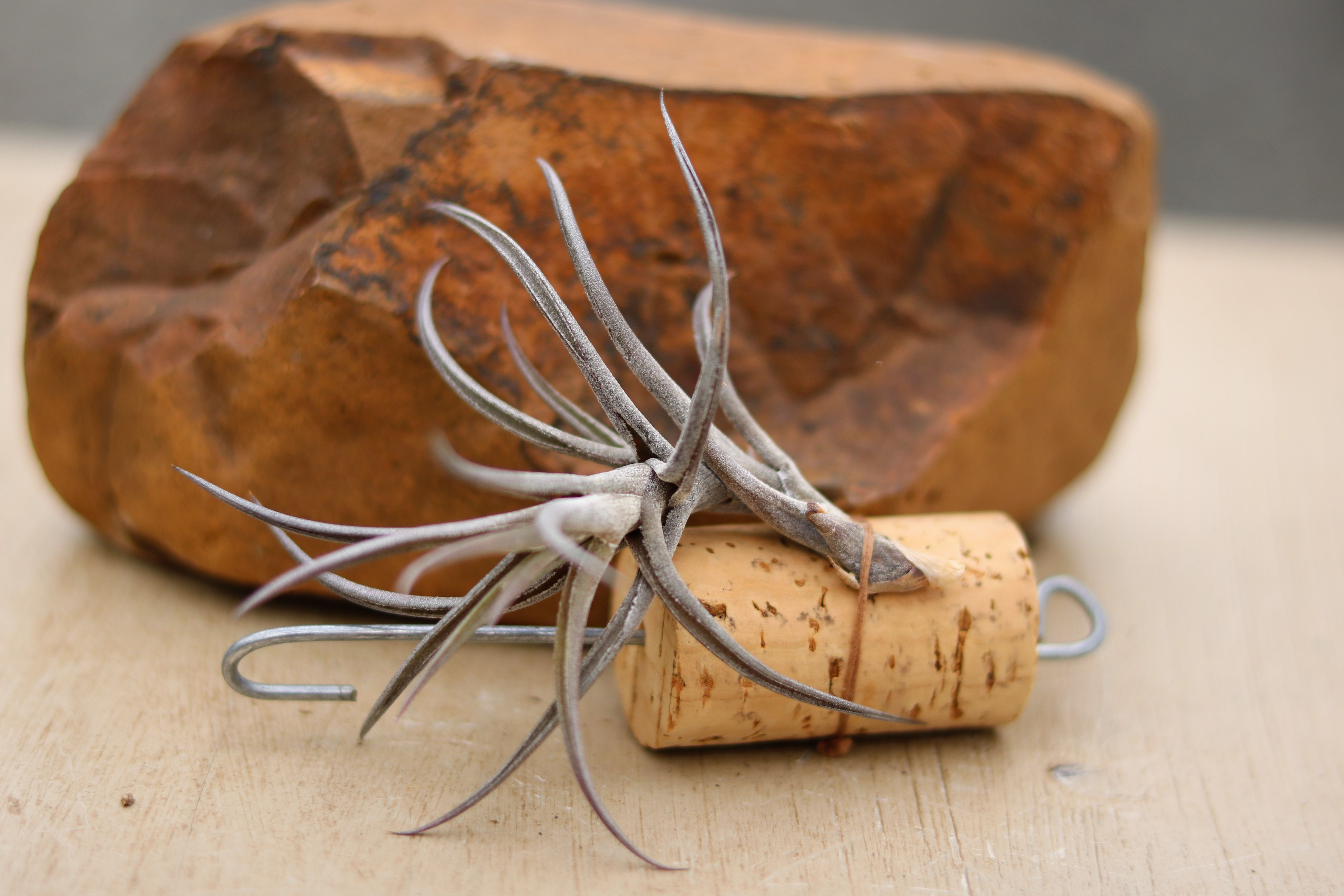 Air Plant Tillandsia jonseii