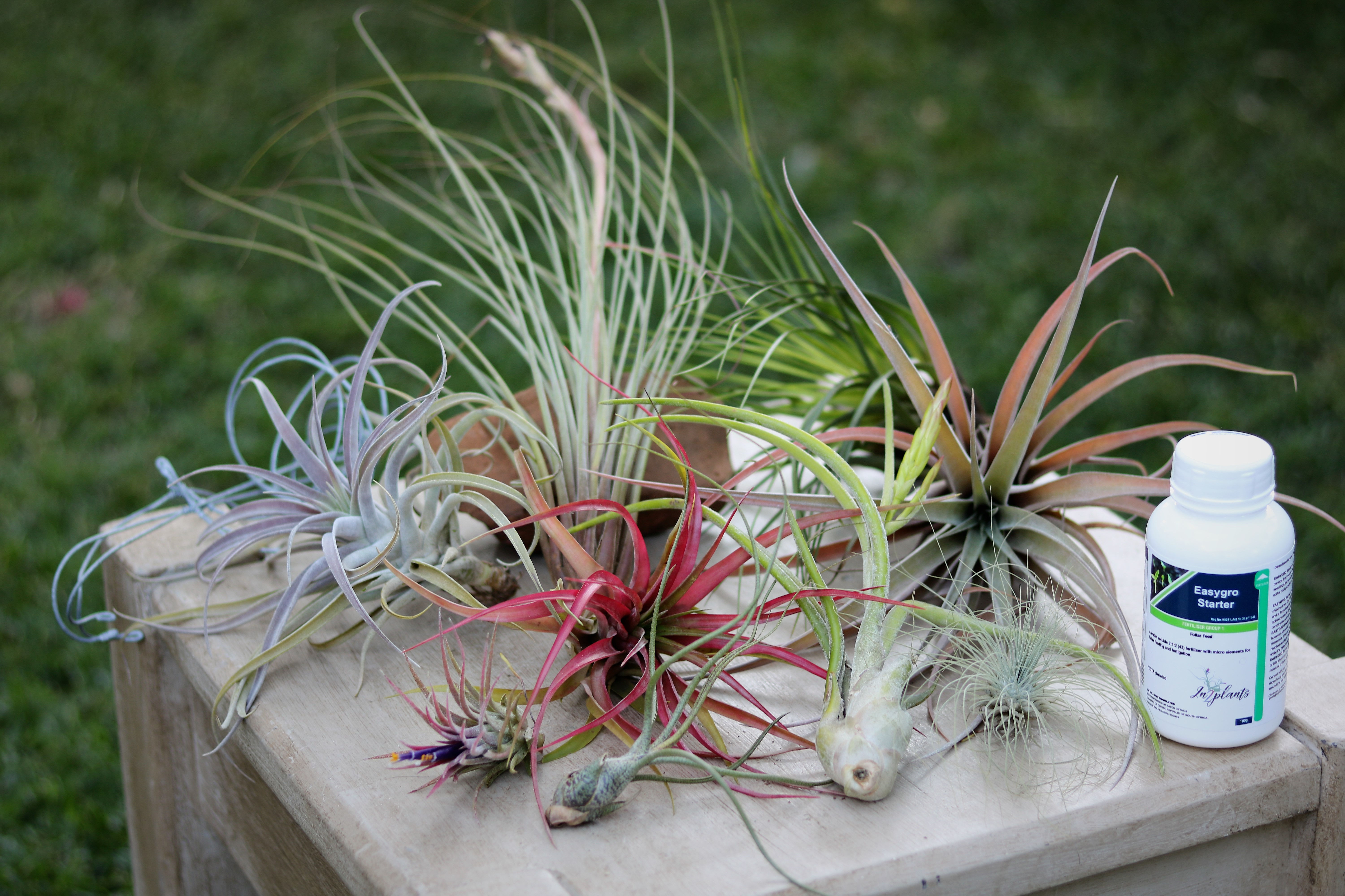 Air Plants Tillandsia Combo 1 - 9x Plants; 1x Easygro 100g; 3x Wire Hangers