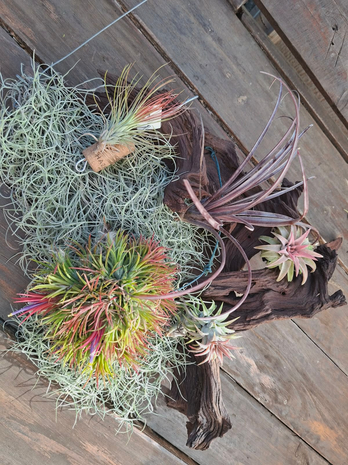 Air Plants - Tillandsia Combo 6 - Six plants