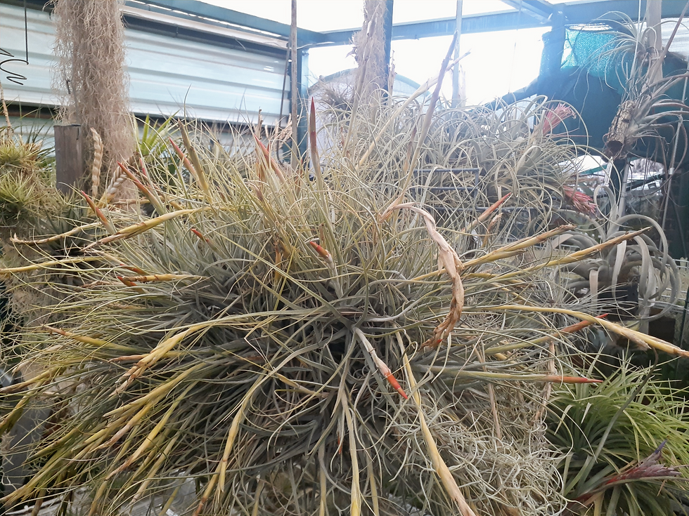 Thumbnail: Air Plant Tillandsia schiedeana