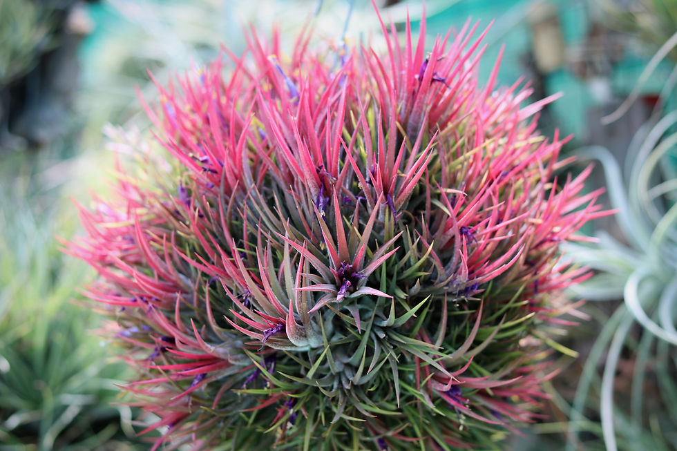 TESSIN様 確認用 ①チランジア イオナンタ モンストローズ 【公式通販】